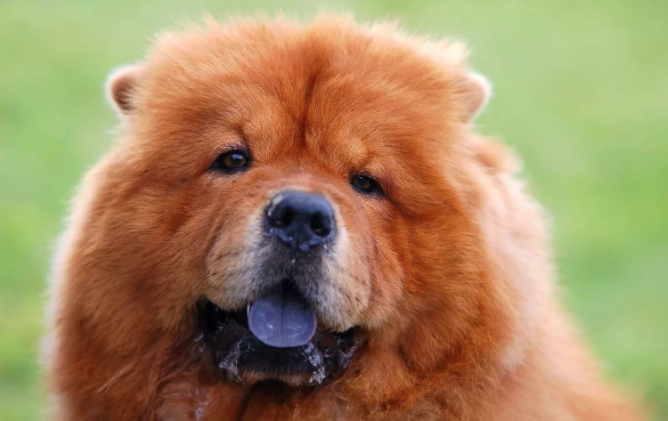 Палец вверх мохнатику! 😊 👍