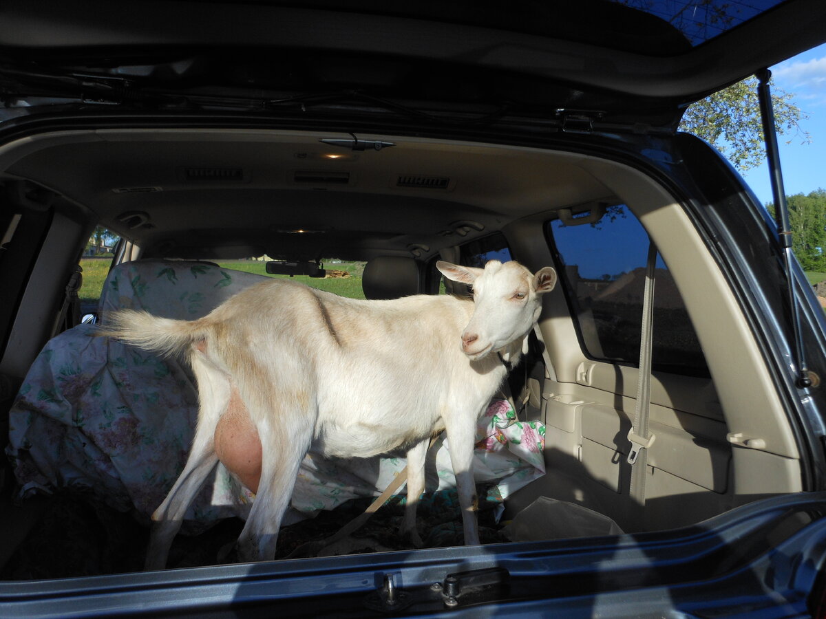 Везём покупку....первая наша коза, зовут Севка, чистокровная зааненка