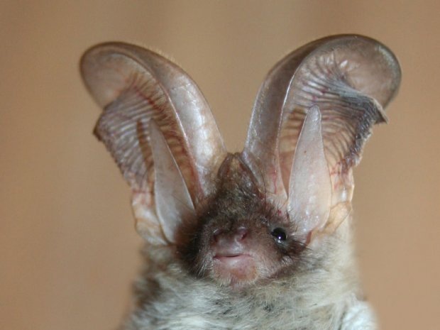 Фото из сети интернет