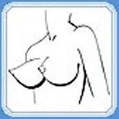Женская грудь. Строение груди - ЕМЦ