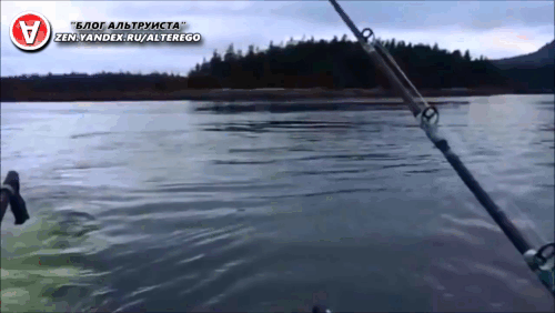 Решила косатка силу свою показать.