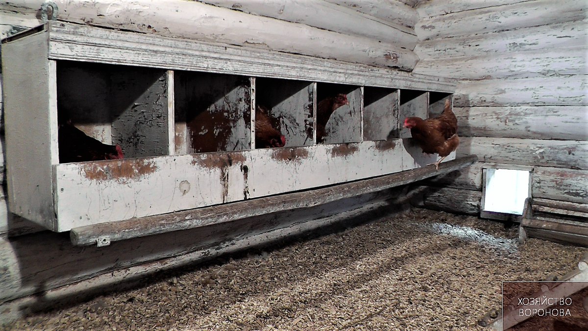 куры в гнёздах