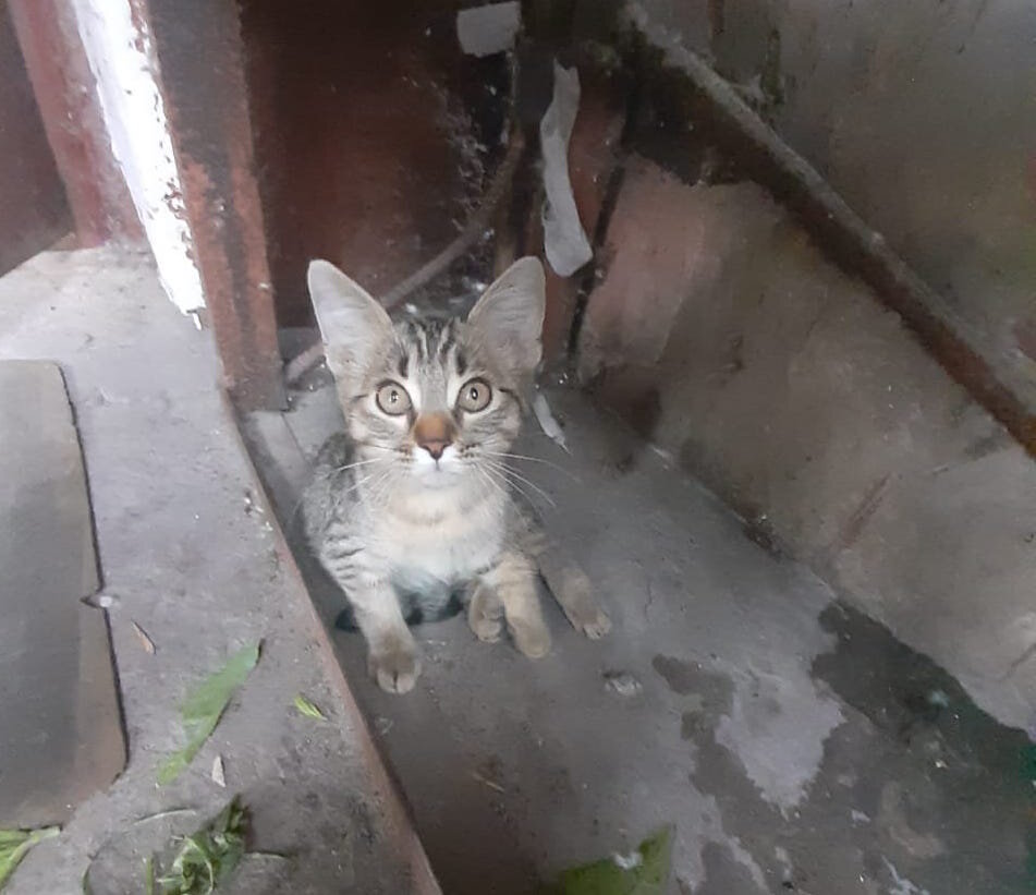 Кошечка со сломанными лапками, один двуногий бросил ее, а другой человек подобрал 