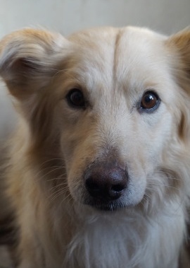 Вглядитесь в эти глаза, может, они ищут именно вас...