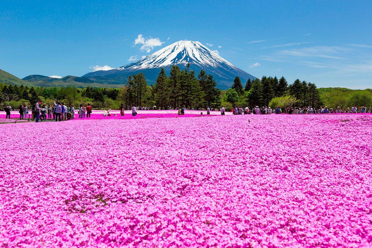 Розовые деревья в горах. Поля Шибазакура Япония. Парк Такиноуэ, Япония. Шиба Закура. Фестиваль цветов Фудзи Шибазакура.