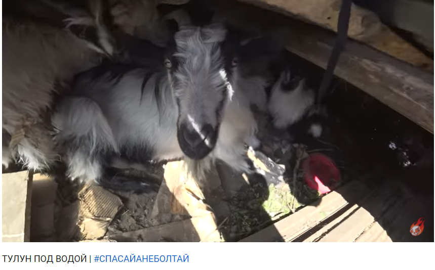 Какой-то хозяин позаботился о сохранности своих подопечных и вовремя поднял их на чердак.