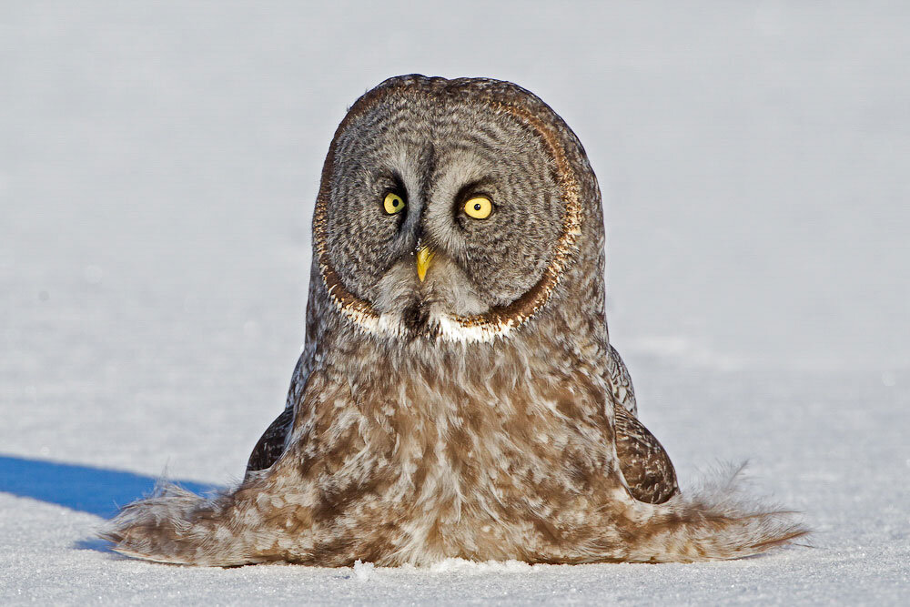 Фото: Роберт Палмер / Audubon Photography Awards