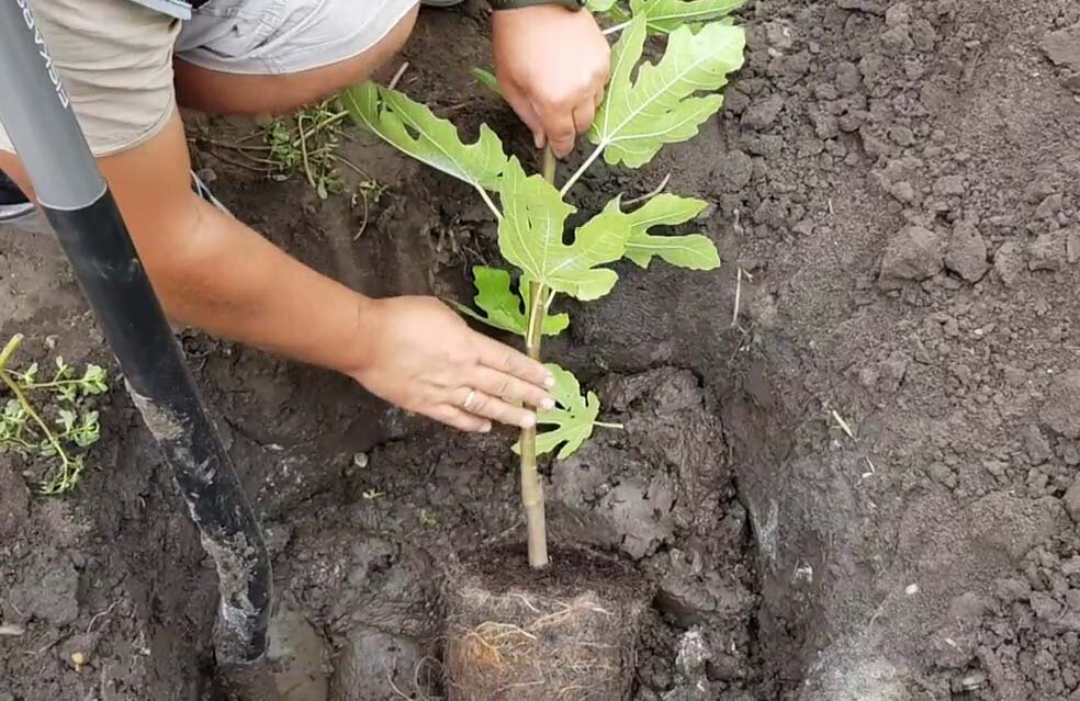 Когда пересаживать инжир. Посадка инжира. Вырастить саженцы инжира. Посадка саженцев дуба. Высадка саженцев дуба.