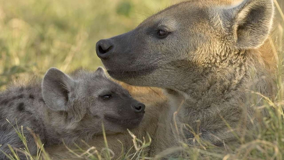 Гиены это кошки или собаки