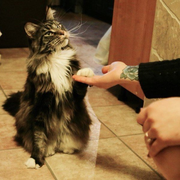 Источник фото: shorts.ru