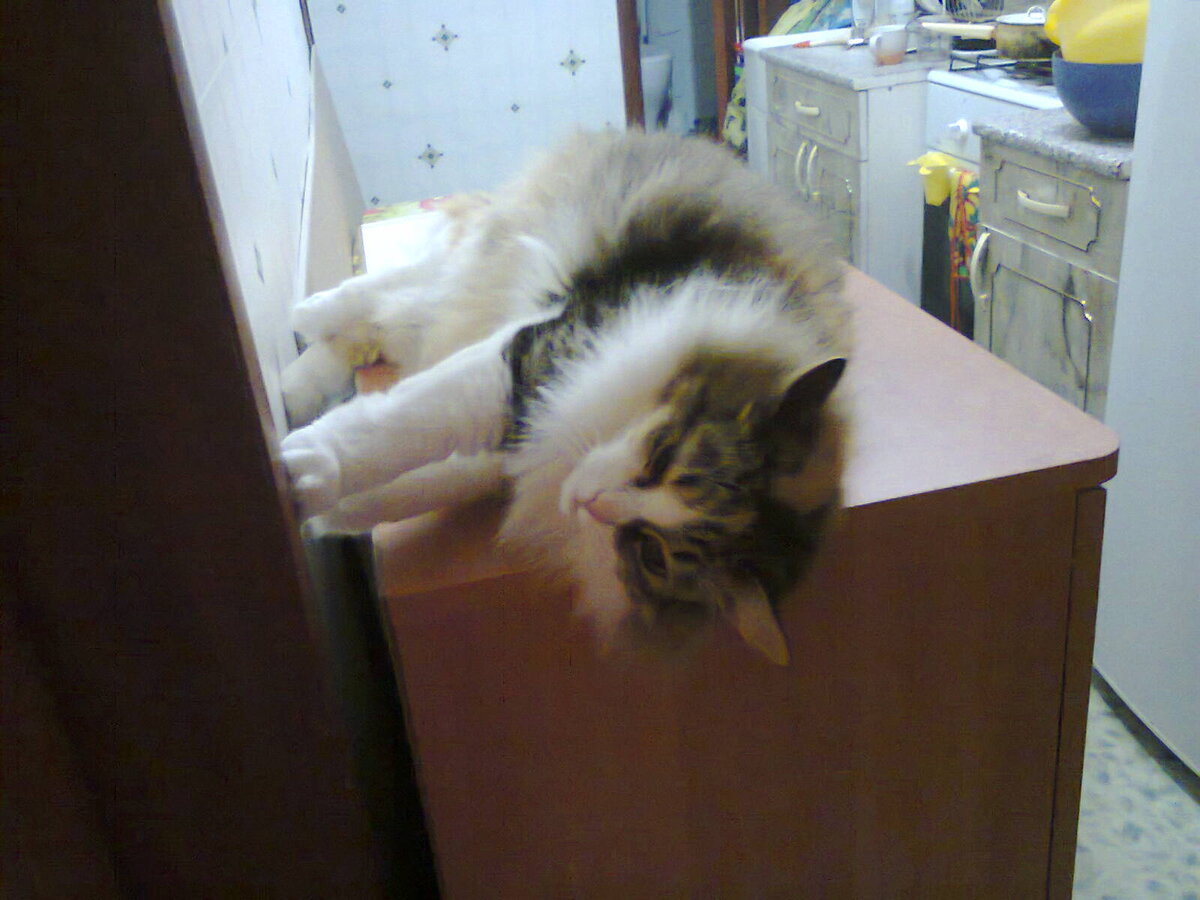 -Эх, тяжела кошачья доля - мяса не дают, покормить забывают, постоянно приходится напоминать о своих правах и ихных обязанностях!     Фото из личного архива автора.