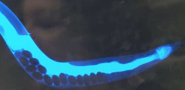 "Момент смерти" червя