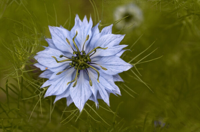 Nigella Sativa vector