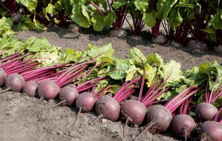 Урожай свеклы.