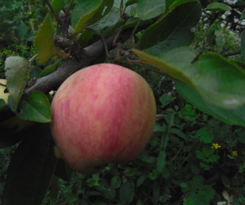 Это , конечно,  совсем не Антоновка.