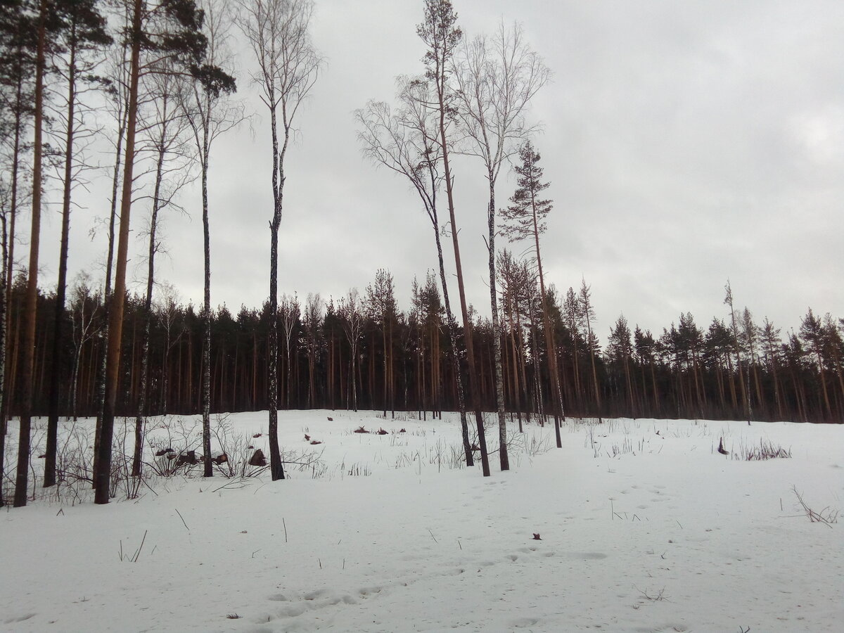 Безлесная горка