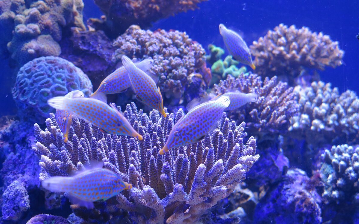 https://s2.best-wallpaper.net/wallpaper/2880x1800/1607/Aquarium-blue-fish-coral_2880x1800.jpg
