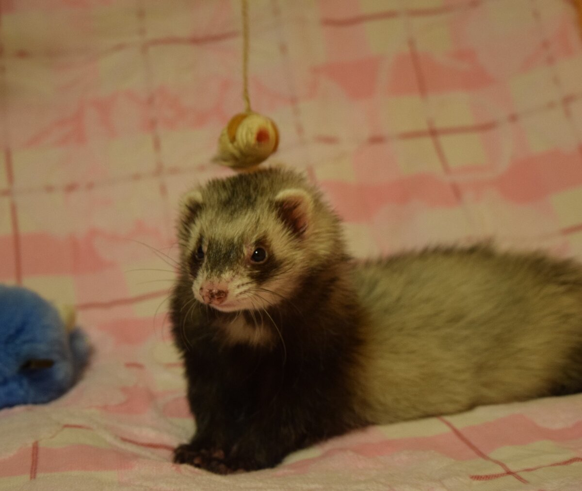 Девочка Ундина. 