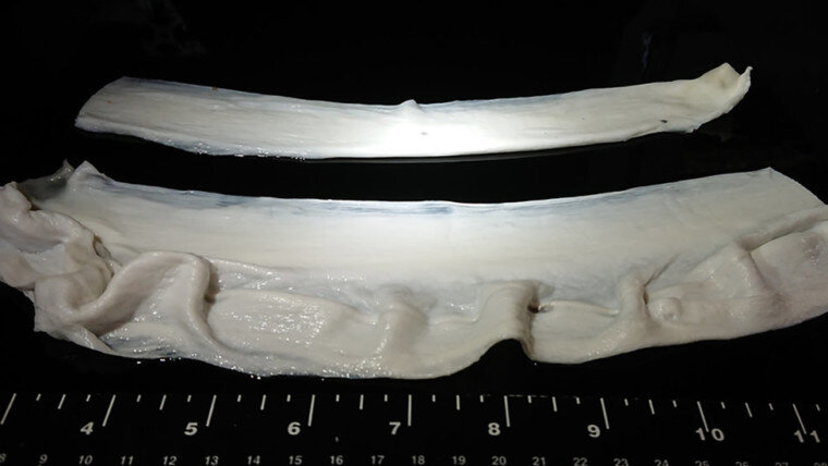 Листы желатиновых волокон образуют основу для роста мышечных клеток и придают текстуру культивируемому мясу.