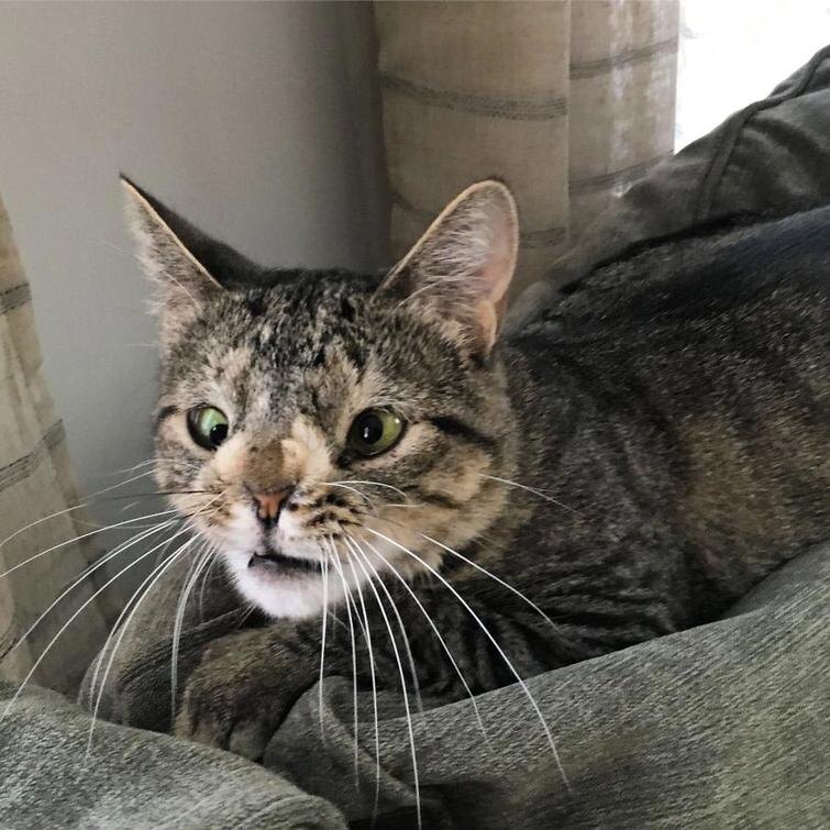 https://www.instagram.com/meetmayacat/
