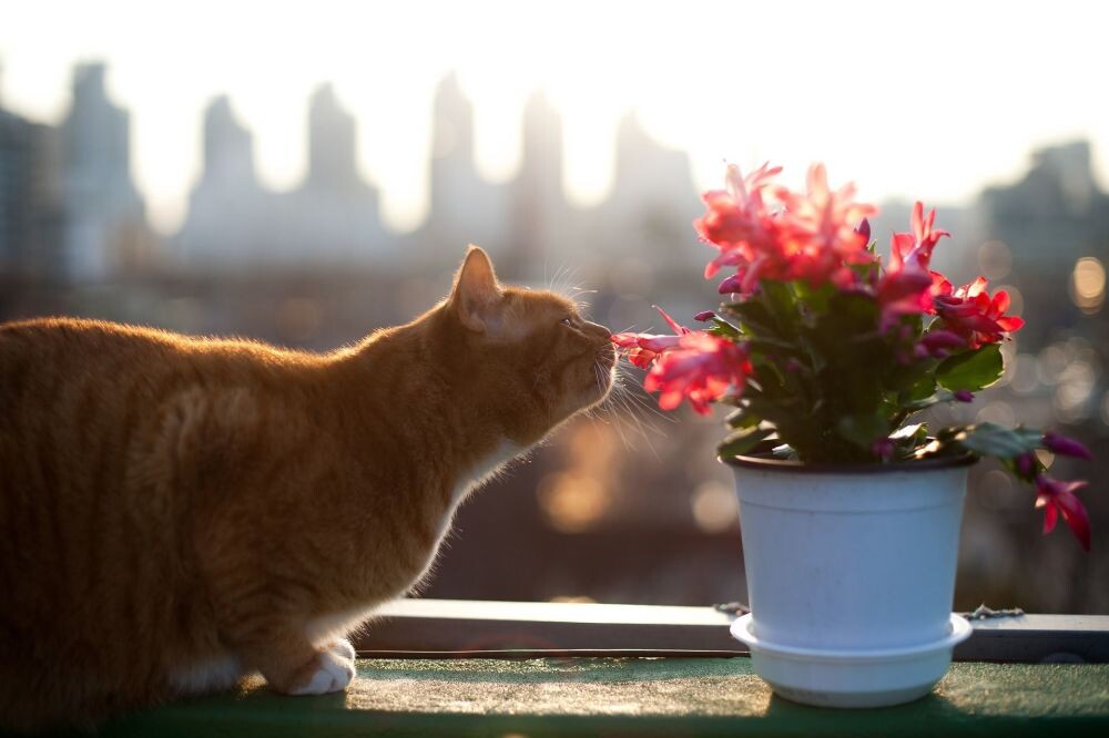 Shutterstock.com