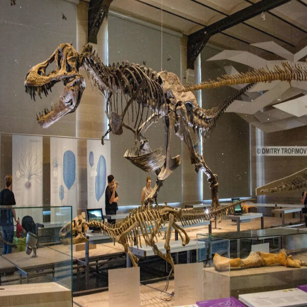 Пример музея естественных наук, Брюссель