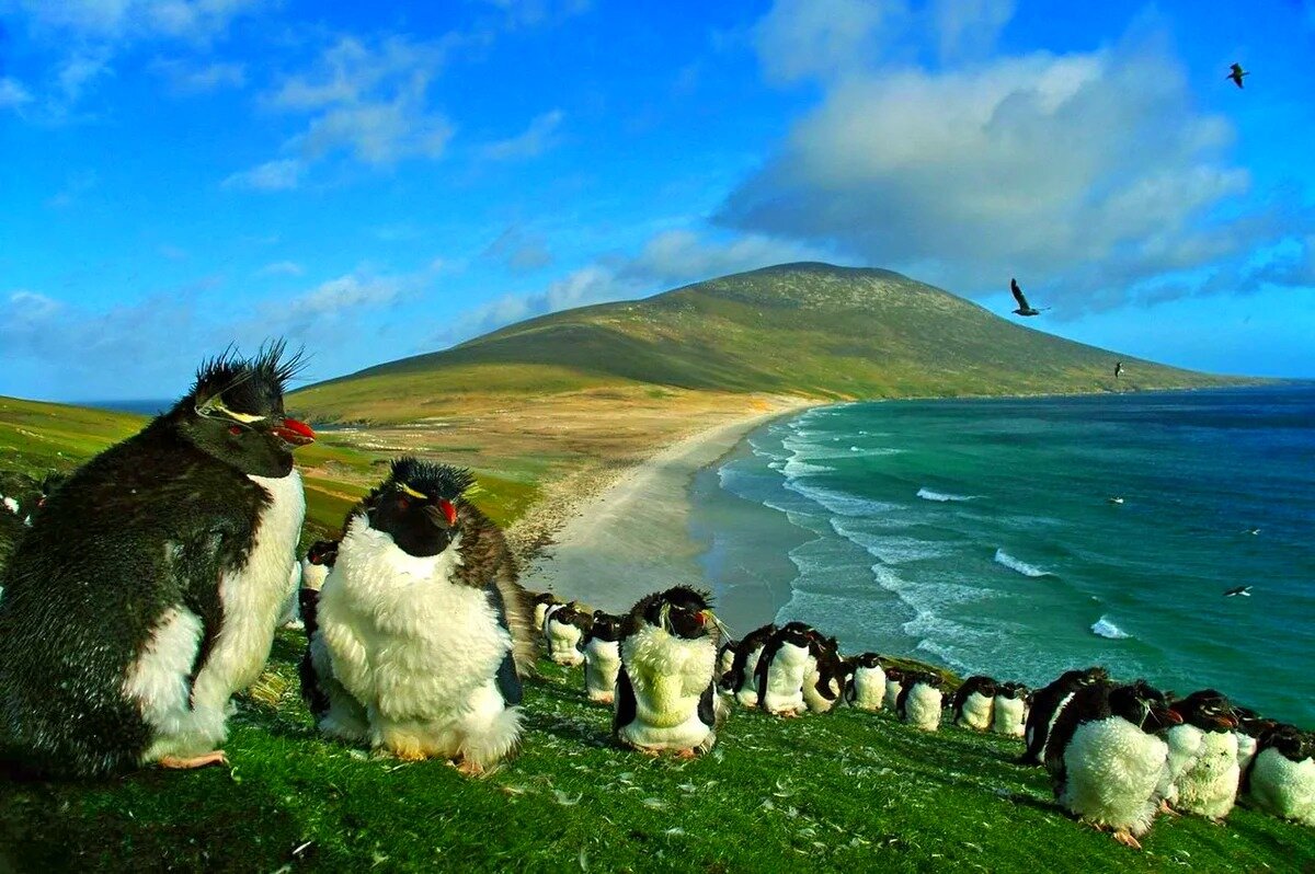 Фолклендские острова