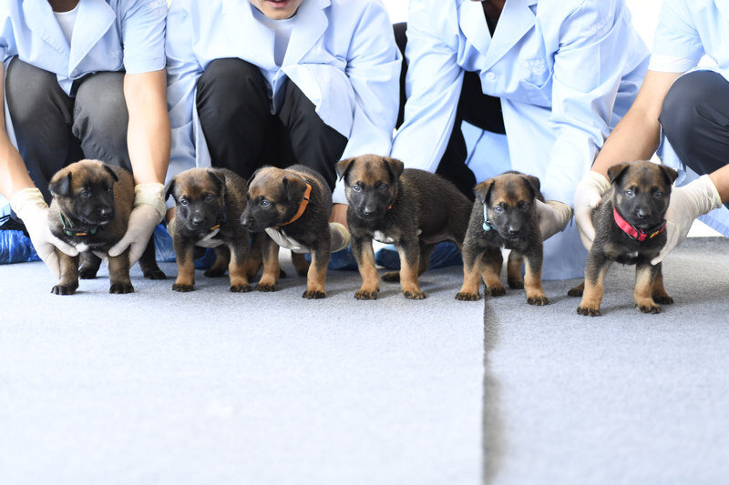 Клонированные щенки.