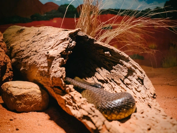 Pin by Vacheslavkudin on Змея Inland taipan, Snake venom, Australia animals scar