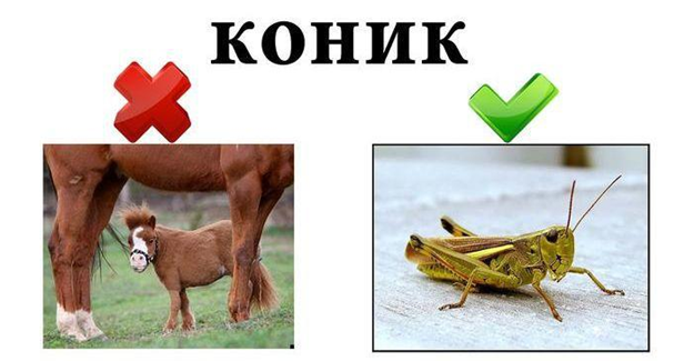 Такие забавные словечки в украинском языке