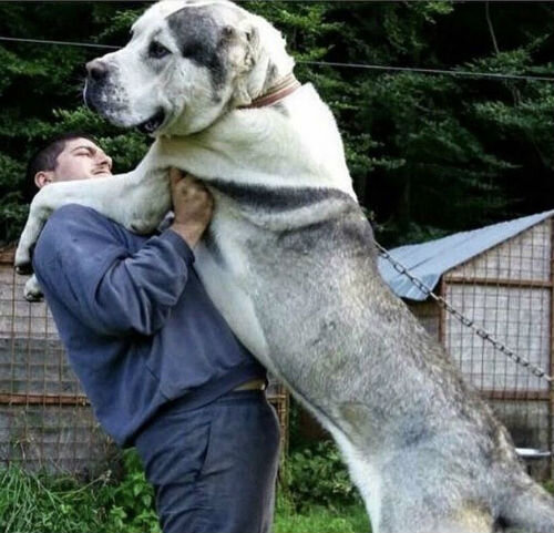 Самые большие породы собак в мире | Лапа помощи | Дзен