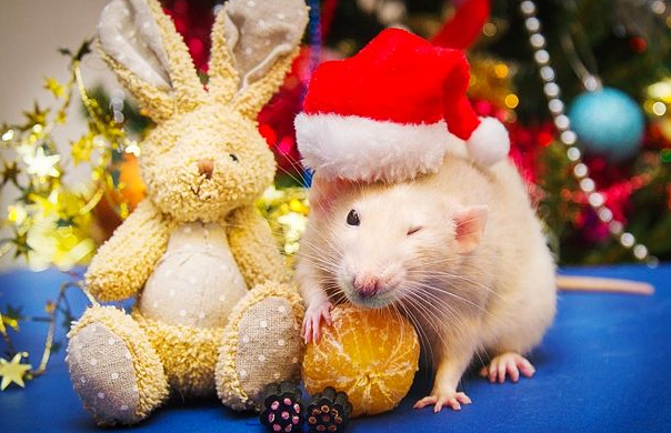 Фото взято из открытого источника