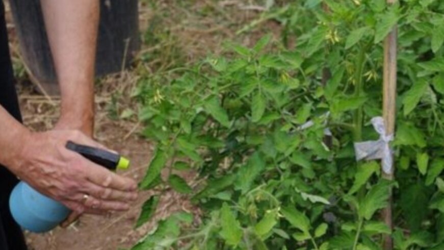 Внекорневая подкормка борной кислотой  помидоров