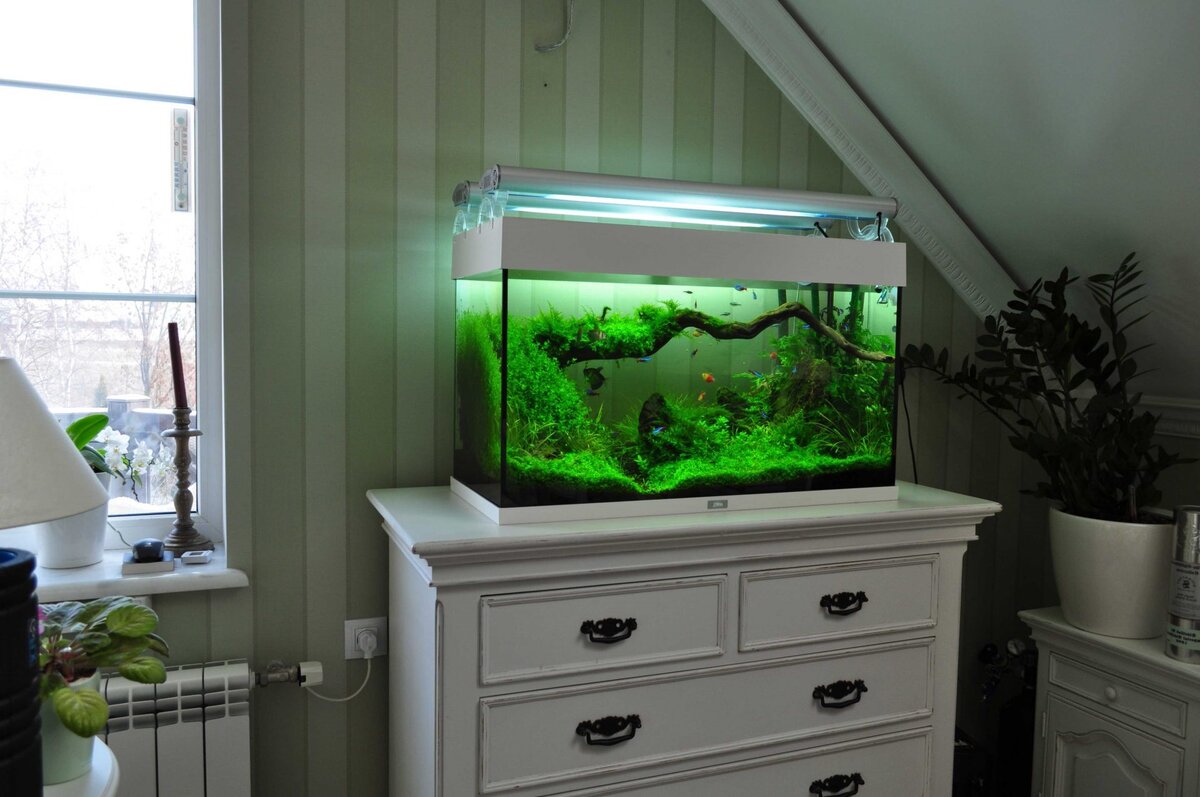 Этот аквариум на 75 литров. В мечтах поставить литров на 250 - 300. )