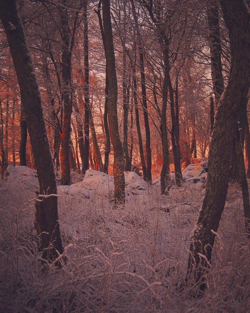 Утро в морозном лесу