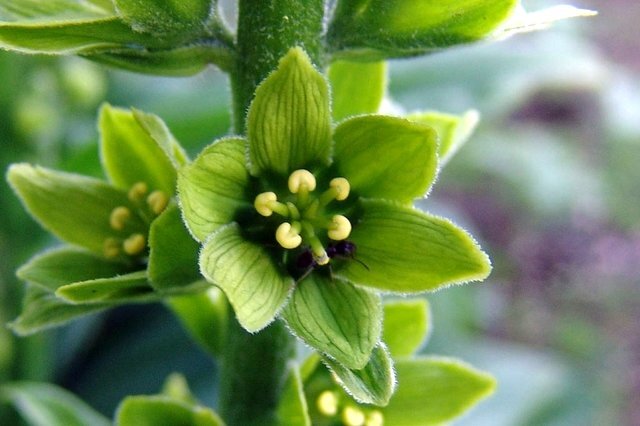 Кукольник от алкоголизма