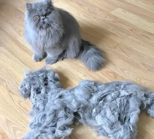 Источник: pinterest.com