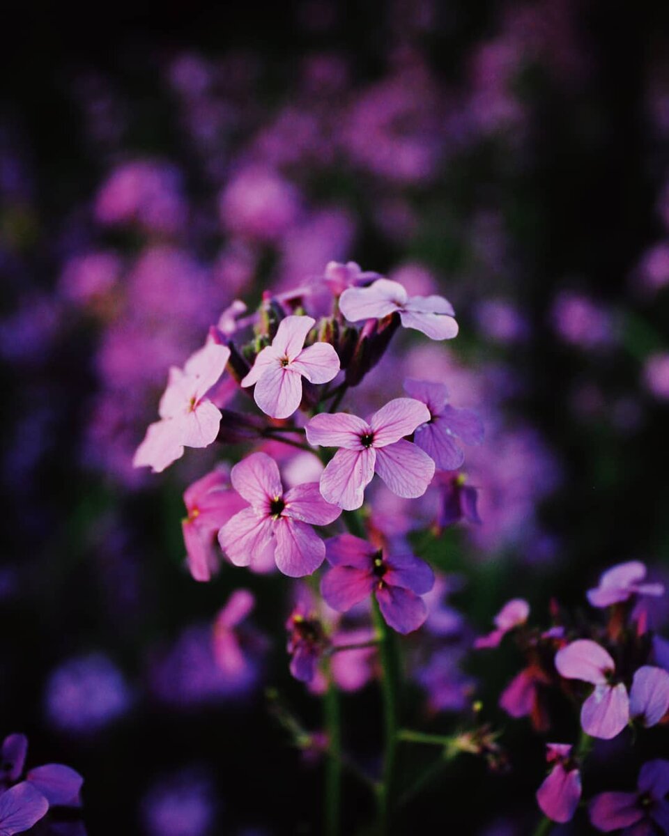 Photo by Dmitriy Vichlancev