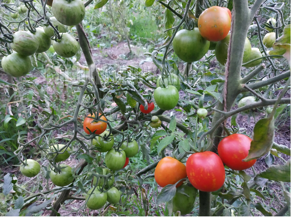 Как заставить помидоры краснеть