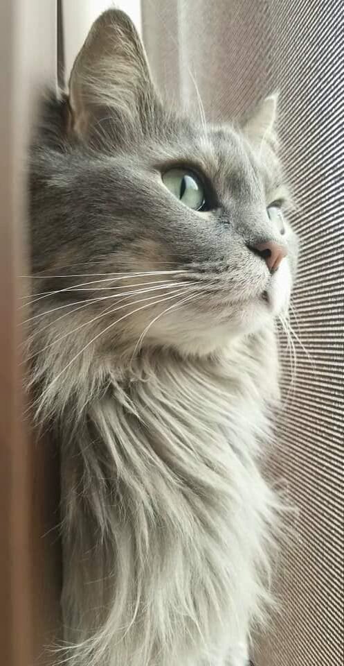 Сибирская кошка