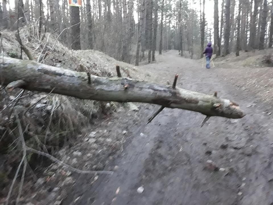 Шпілеўскі лясок