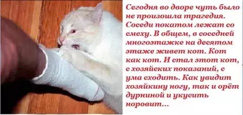 Смешную историю про котика. Стихи про котов. Анекдоты с котами. Смешную историю про котика. Шутки про котов.