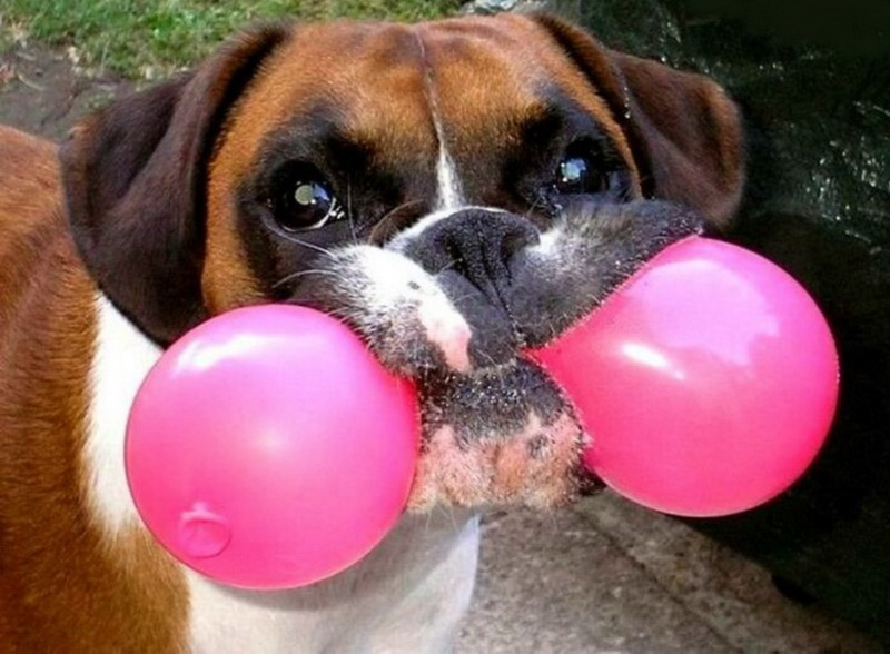 Собака в шаре. Шарик собака. Шарик собака воздушный. Собака с воздушными шарами. Забавные шарики.