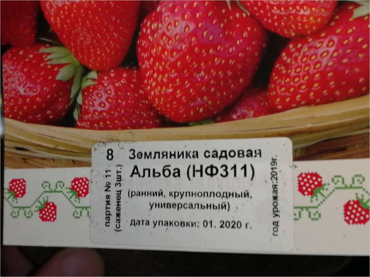 Фото 1. Клубника Альба. Купил рассаду для дачи. Агротехника. Обзор.