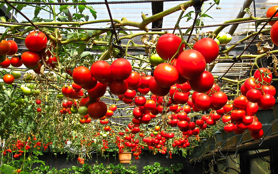 Правильный полив томатов незаменим для их высокой урожайности.