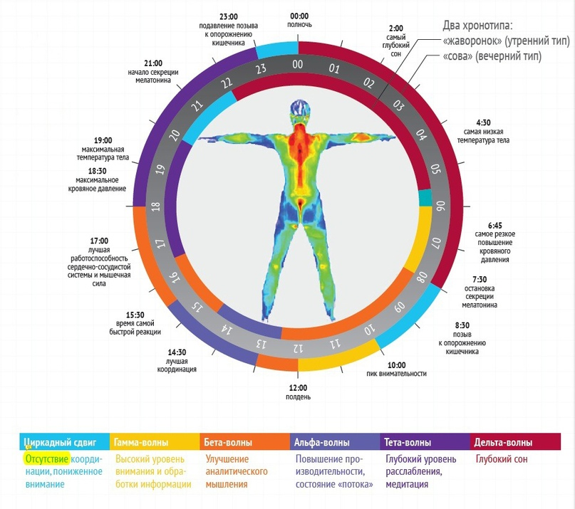 Какие органы работают ночью. Суточные биоритмы органов человека. Биоритмы человека по часам таблица. Циркадные ритмы человека по часам. Циркадные биоритмы человека.