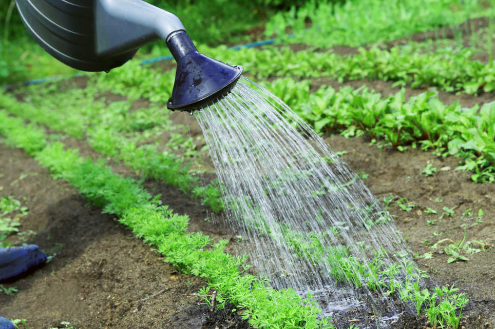 Поливаем только тёплой водой.