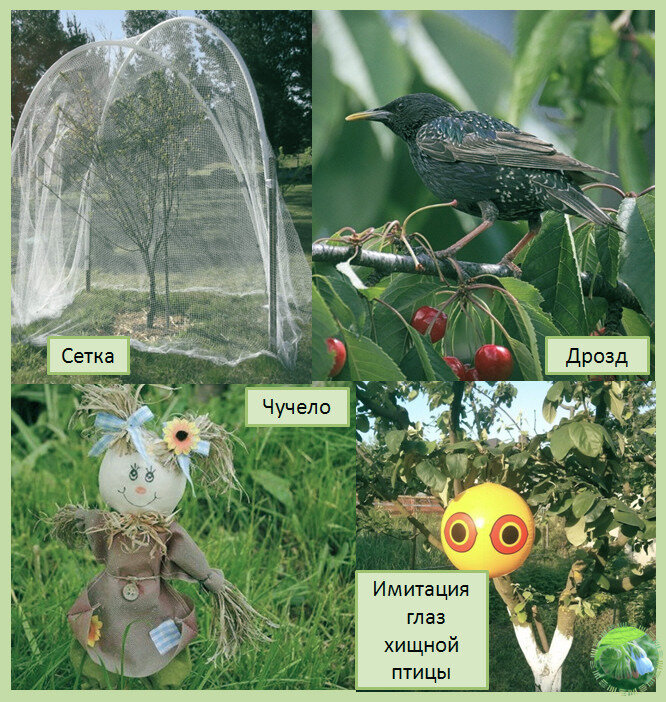 Дрозд на ветке черешни и некоторые присособления для  защиты ягодников и отпугивания дроздов и других птиц.
