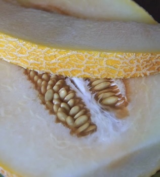 Очень сладкая и вкусная дыня торпеда