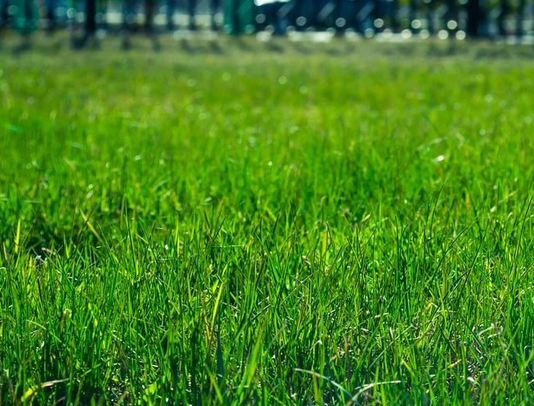 Газон с однолетней травой в составе быстрее взойдет и будет в первый год выглядеть "сочнее"